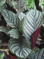 Pin-stripe calathea